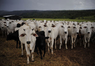 OIE anuncia erradicação da peste bovina