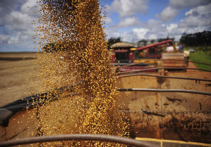 FAO prevê década de alta volatilidade em commodities