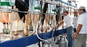 Preço do leite volta a subir no país