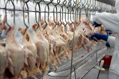 EUA podem ultrapassar Brasil na exportação de frango