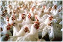 MS terá levantamento de custos da produção avícola