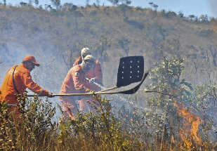 Cientistas queimam florestas para preserva-las no futuro