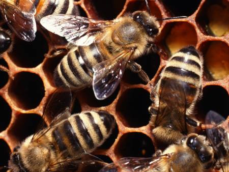 Sumiço das abelhas traz risco para agricultura no Brasil