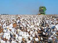 Produção de algodão em MG pode superar aumento previsto Produção de algodão em MG pode superar aumento previsto