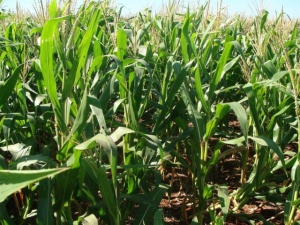 Levantamento do IBGE aponta queda de produção na safra de milho em MS