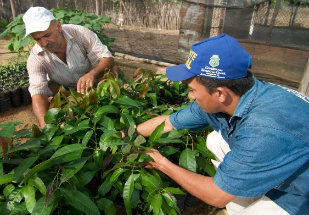 Agricultura familiar terá R$ 18 bilhões no Plano Safra 2012/2013