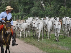 Vacinação do gado será prorrogada em área invadida por kadiwéus