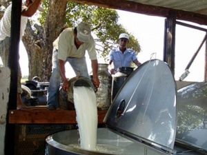 Projeto para alavancar produção de leite em MS será lançado dia 4
