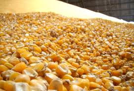 Céleres reduz safra de soja do país; eleva a de milho