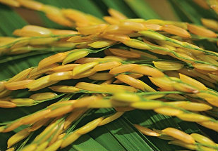 Redução da safra eleva preço do arroz em RS