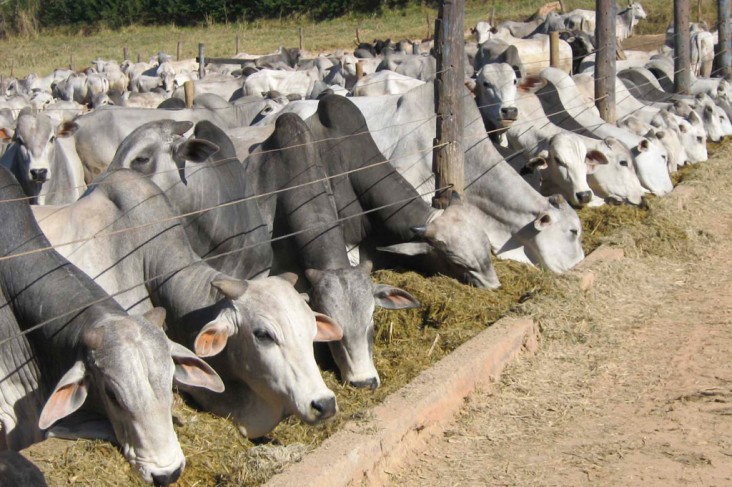 Vendas de sêmen bovino nos últimos três anos