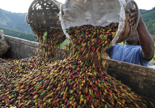 Brasil embarca 1,822 mi de sacas de café em julho, alta de 0,55%