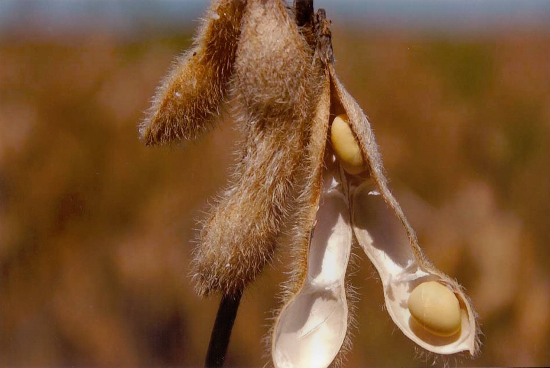 MS pode importar cerca de 50 mil toneladas de soja boliviana