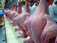 Brasil terá 1º recuo na produção de carne de frango desde 2000