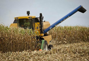 CNA prevê retração na oferta de milho devido à queda de preços