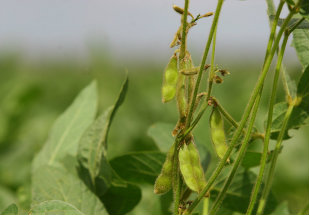CNA rejeita termos de contrato sobre soja proposto pela Monsanto