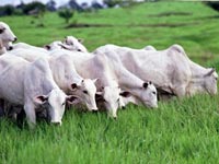 Falha suspende abate bovino em Mato Grosso