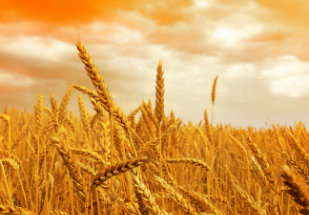 Secex regulamenta importação de trigo fora do Mercosul