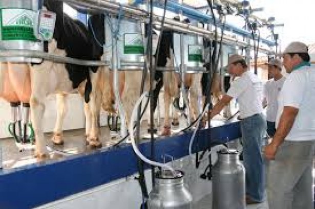 Preço do leite pago ao produtor de MS sobe 9,7%