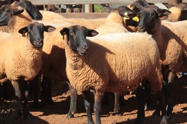 MS cria sistema inédito para abate de ovinos