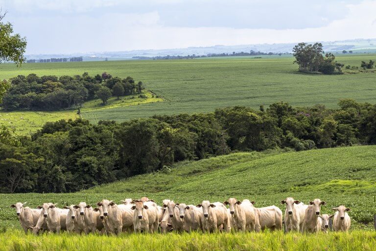 “Brasil continua sendo um dos mais competitivos na pecuária”