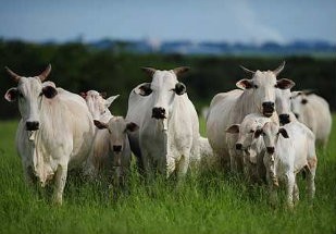 Gordura bovina que seria descartada em frigoríficos vai para usina de biocombustível e vira energia